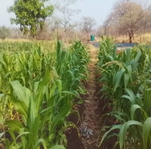 Farming Project 2